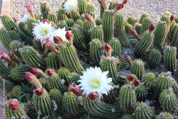Fototapeta High-desert mountains in the north to subtropical desert lowlands in the south, Arizona presents a variety of discrete desert ecosystems, each providing habitat for numerous species of cacti. Cactus.