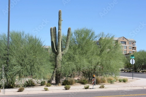 Fototapeta High-desert mountains in the north to subtropical desert lowlands in the south, Arizona presents a variety of discrete desert ecosystems, each providing habitat for numerous species of cacti. Cactus.