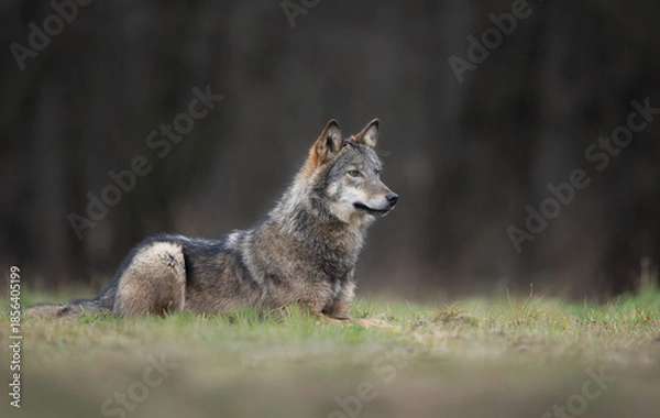 Obraz Grey wolf ( Canis lupus ) close up