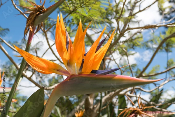 Fototapeta Strelitzia