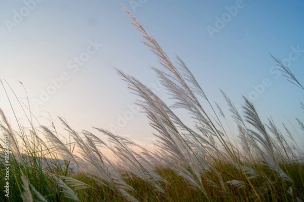 Obraz The grass has a golden light.