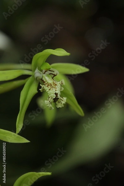 Obraz Black Orchid Flowers From Borneo Forest