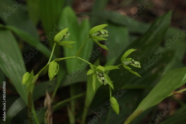 Obraz Black Orchid Flowers From Borneo Forest