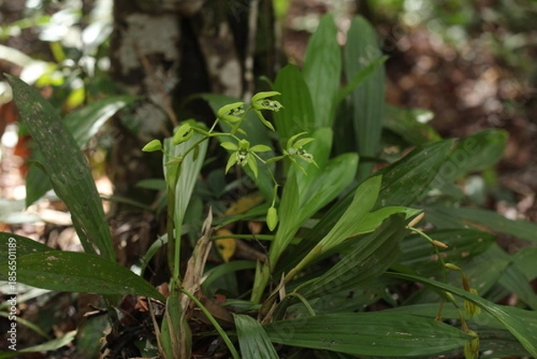 Obraz Black Orchid Flowers From Borneo Forest