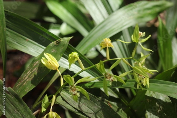 Obraz Black Orchid Flowers From Borneo Forest