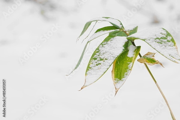 Obraz 雪の中でも葉も落ちそうです