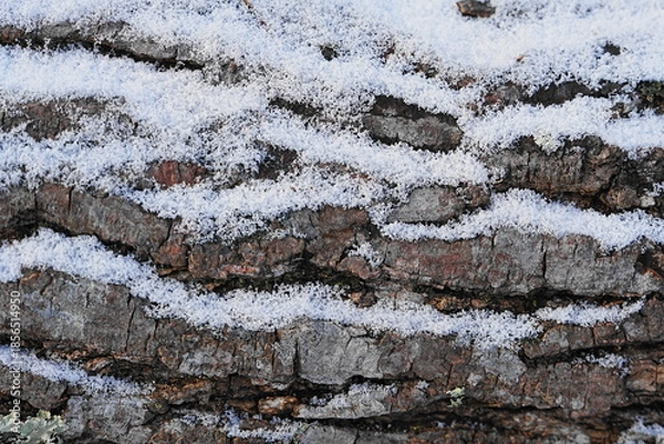 Obraz 木の割れ目に入った雪