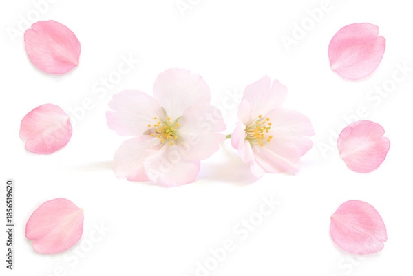 Obraz 桜 花びら ピンク 春 白 背景