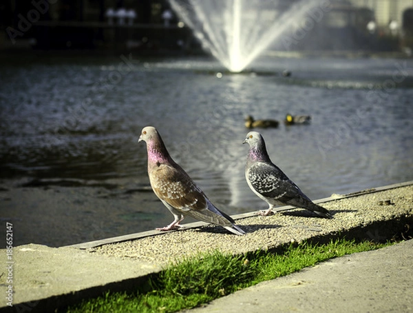 Obraz голуби у фантана