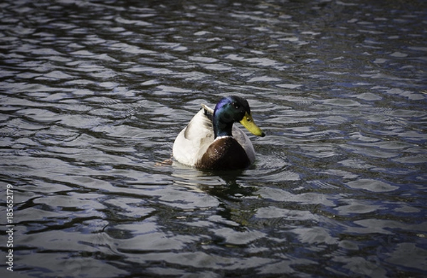 Obraz утки на озере