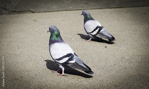 Obraz яркие одинаковые голуби