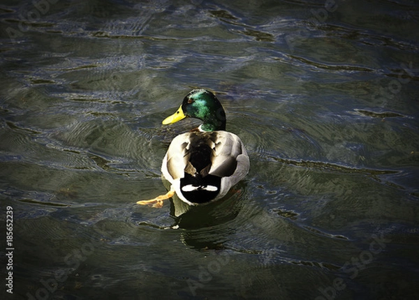 Obraz утка плавающая в озере
