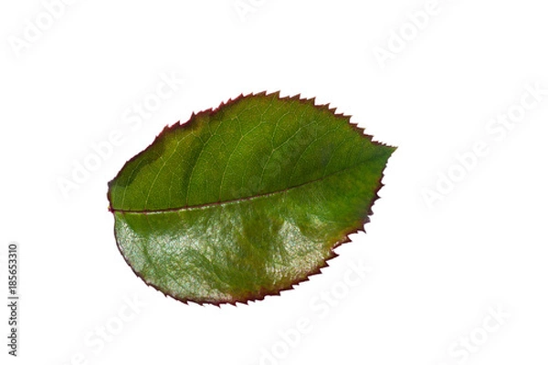 Obraz leaf of a rose