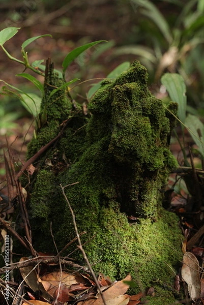 Obraz Moss grows on old tree trunks