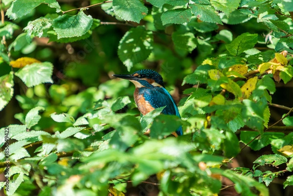 Obraz Ein Eisvogel versteckt sich zwischen Blättern