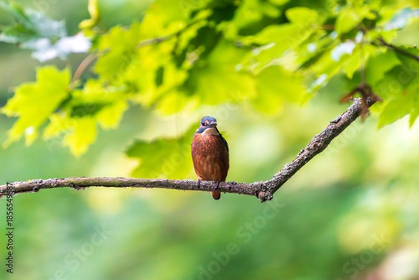Obraz Ein wunderschöner Eisvogel auf einem Zweig