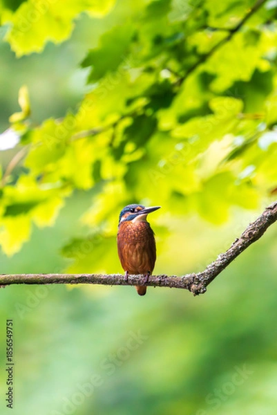 Obraz Ein wunderschöner Eisvogel auf einem Zweig