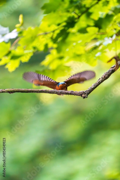 Obraz Ein wunderschöner Eisvogel fliegt von einem Zweig