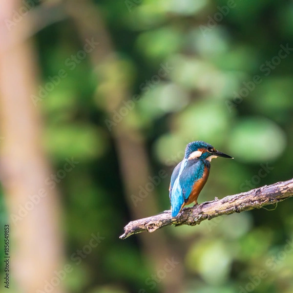 Obraz Ein wunderschöner Eisvogel auf einem Zweig