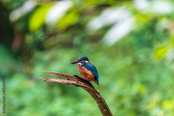 Obraz Ein wunderschöner Eisvogel auf einem Zweig