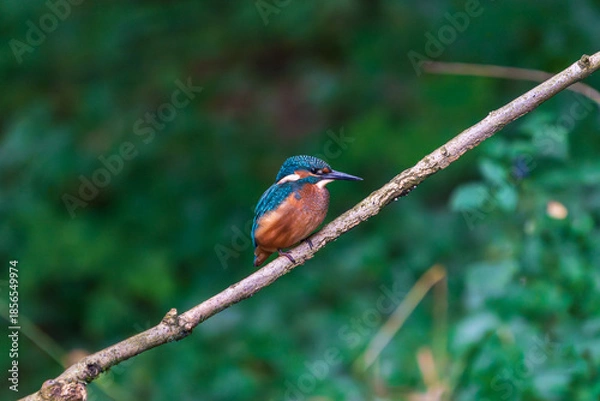 Obraz Ein wunderschöner Eisvogel auf einem Zweig