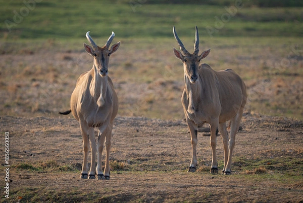 Obraz Two male common elands stand watching camera