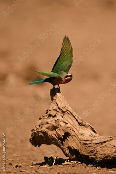 Obraz White-fronted bee-eater takes off from fallen log