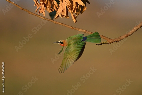 Obraz White-fronted bee-eater taking off from thin twig