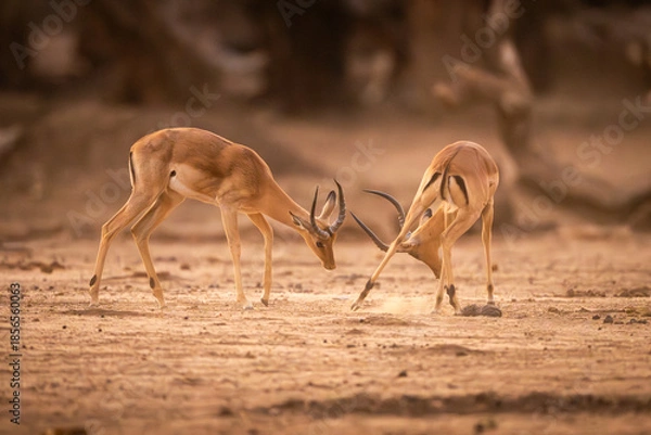 Obraz Two male impalas fighting on sandy ground
