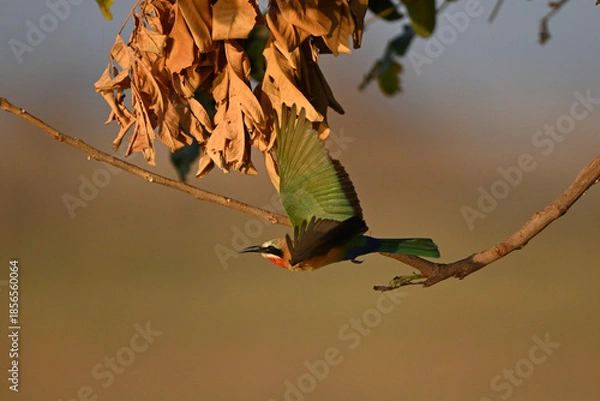 Obraz White-fronted bee-eater taking off from thin branch