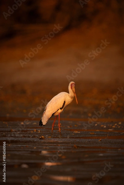 Obraz Yellow-billed stork crosses mudflat in golden light