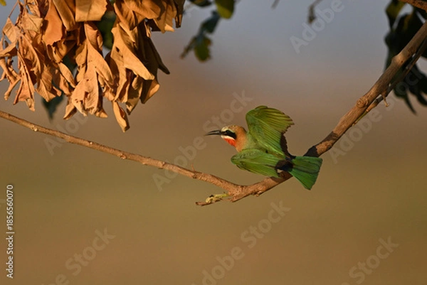 Obraz White-fronted bee-eater takes off from low branch