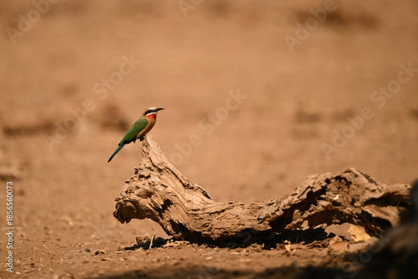Obraz White-fronted bee-eater watching camera from fallen log