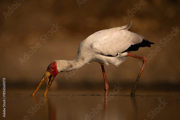 Obraz Yellow-billed stork searches for food in pool