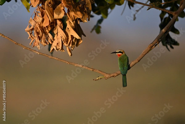 Obraz White-fronted bee-eater turning head on low branch