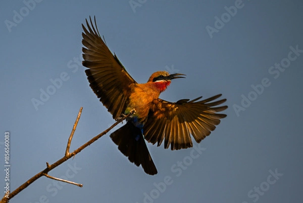 Obraz White-fronted bee-eater  takes off from dead branch