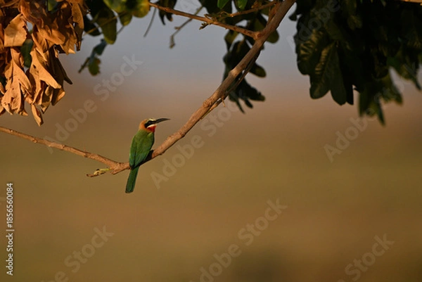 Obraz White-fronted bee-eater with catchlight on thin twig
