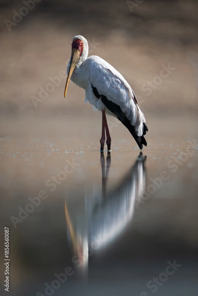 Obraz Yellow-billed stork stands reflected in still water