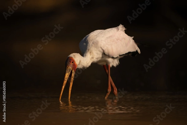 Obraz Yellow-billed stork wades through pond toward camera