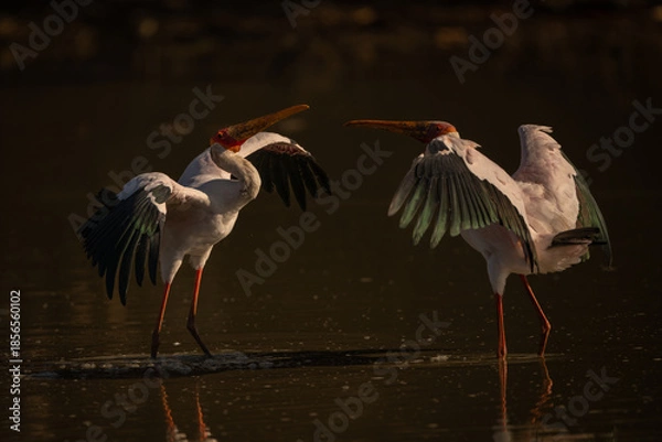 Obraz Yellow-billed storks confront each other in pool