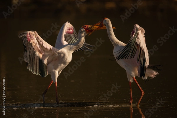 Obraz Yellow-billed storks face off in shallow pool