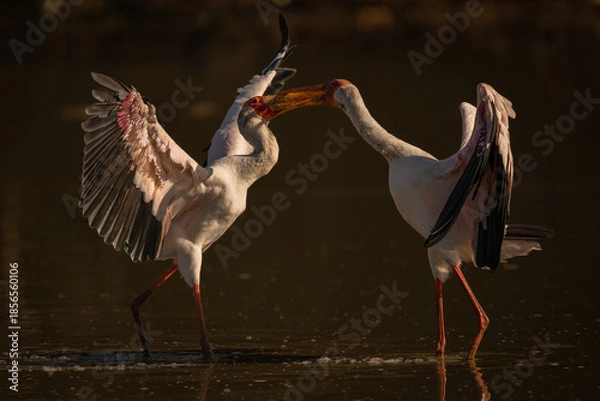 Obraz Yellow-billed storks face off in shallow pond