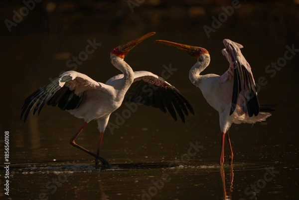 Obraz Yellow-billed storks confronting each other in water