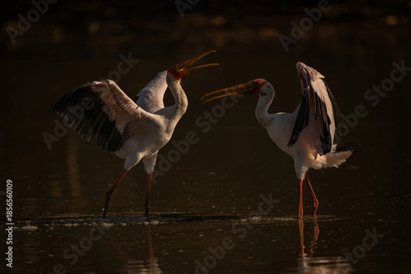 Obraz Yellow-billed storks confronting each other in pond
