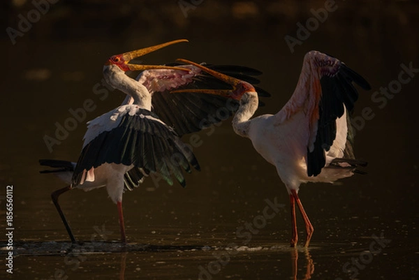 Obraz Yellow-billed storks facing off in shallow pool