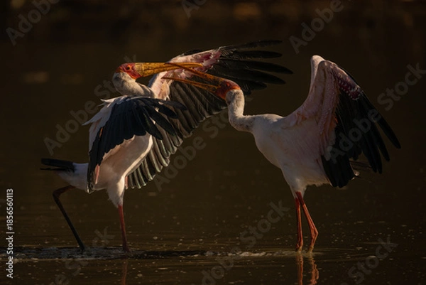 Obraz Yellow-billed storks facing off in shallow pond