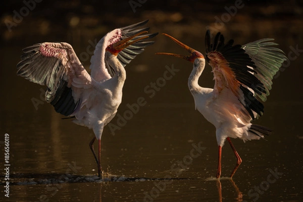 Obraz Yellow-billed storks squabble in pool spreading wings