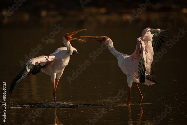 Obraz Yellow-billed storks squabble in pond spreading wings