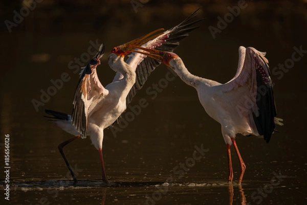 Obraz Yellow-billed storks facing off in shallow water