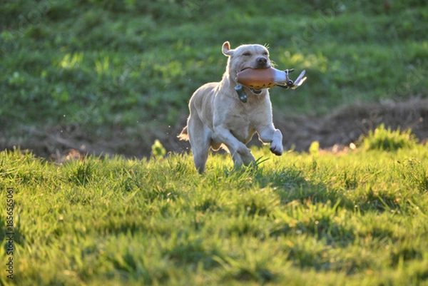 Obraz blond labrador happily retrieving a dummy